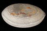 Triassic Fossil Fish (Australosomus) - Madagascar #16740-3